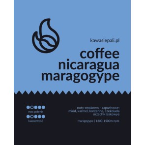 kawa nicaragua maragogype 2